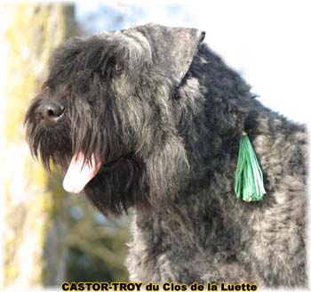 bouvier des flandres du clos de la luette - copyright déposé